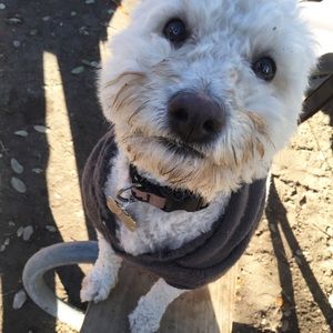 Meet your Posher, Grace